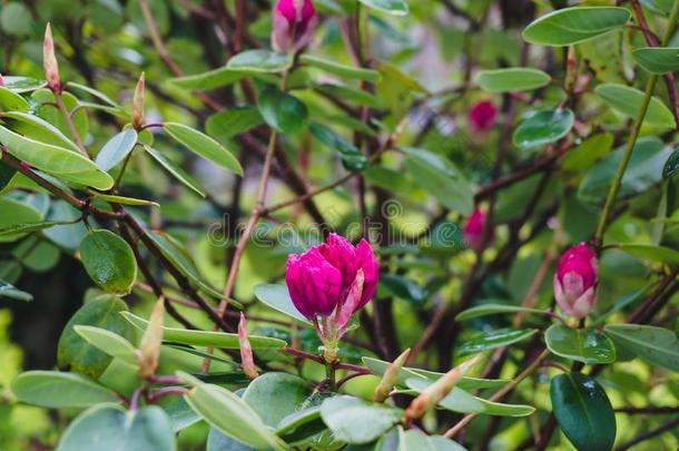 关在上面关于明亮的粉红色的<strong>山茶</strong>花向指已提到的人树树枝采用Thailand泰国