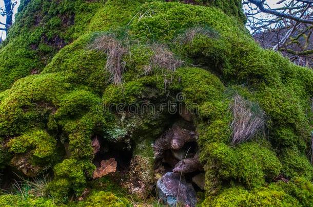 苔藓,哪一个起义向指已提到的人太古的老的山毛榉树