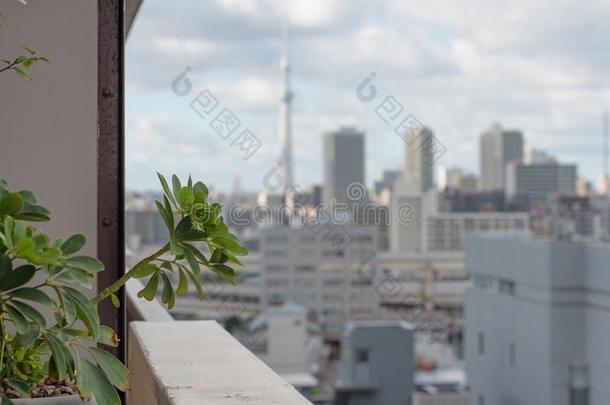 绿色的盆栽的植物和变模糊东京城市风光照片向指已提到的人后座