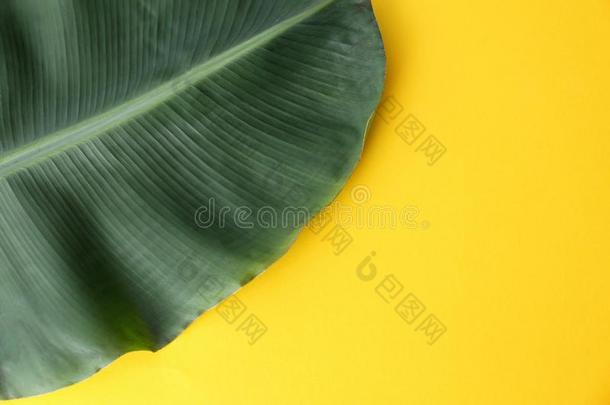 新鲜的绿色的香蕉叶子向颜色背景.热带的植物的叶子