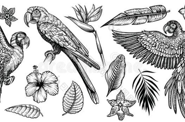 鹦鹉金刚鹦鹉和热带的花和树叶,h和疲惫的线条