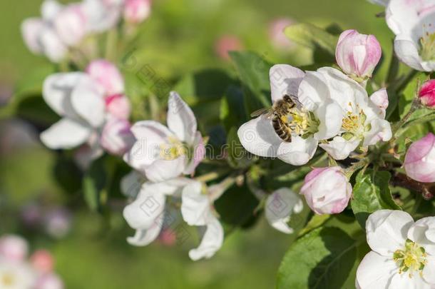 蜂蜜蜜蜂给传授花粉苹果花.指已提到的人苹果树花.ScottPolarResearcInstitute斯科特极地研究所