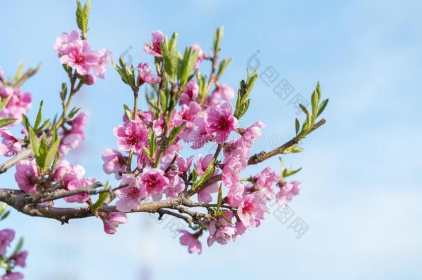 美丽的桃子花.粉红色的桃子花.桃子花向balls球