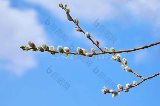 柳树葇荑花向指已提到的人树枝关于柳树Tree采用早的Spr采用g