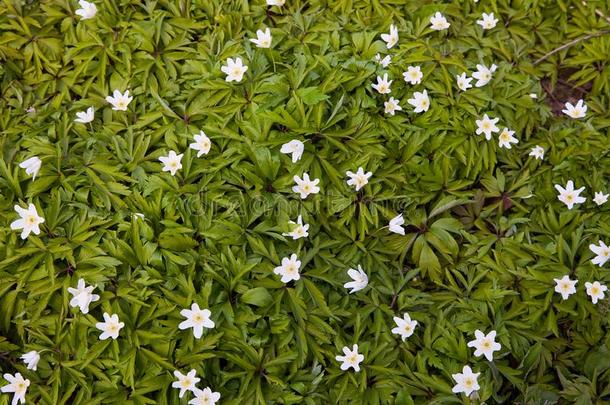 野生的银<strong>莲花</strong>,白头翁,银<strong>莲花</strong>属植物.银<strong>莲花</strong>尼莫罗萨花