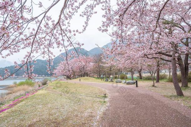 樱桃花一<strong>起步</strong>行小路在河口湖湖