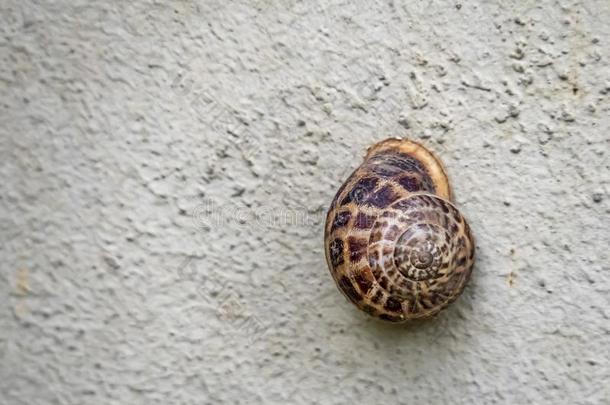 蜗牛向墙采用自然