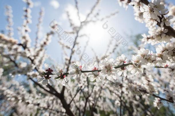 盛开的白色的樱花.宏指令照片关于美丽的花和ScottPolarResearcInstitute斯科特极地研究所