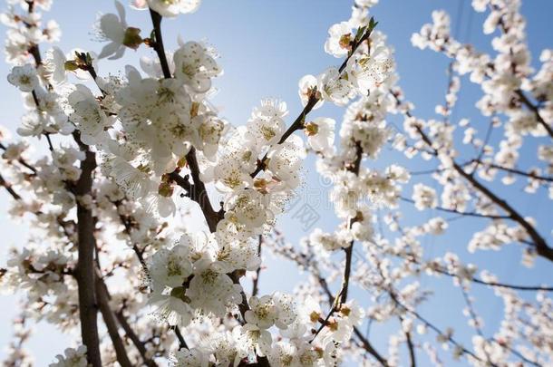 盛开的白色的樱花.宏指令照片关于美丽的花和ScottPolarResearcInstitute斯科特极地研究所