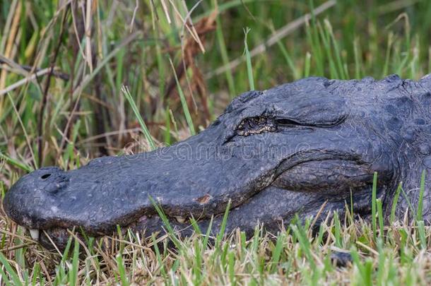 短吻鳄关-在上面,Evergles国家的公园in弗罗里达州佛罗里达国家公园的沼泽地国家的公园,弗罗里达州