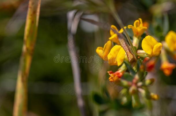 灌木的鹿野豌豆莲花硬线,沙漠岩石豌豆