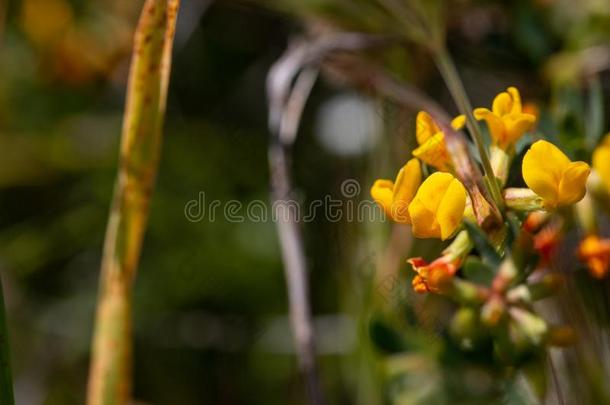 灌木的鹿野豌豆莲花硬线,沙漠岩石豌豆