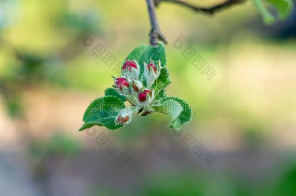 <strong>春</strong>季花园.苹果`<strong>英文</strong>字母表的第19个字母flower<strong>英文</strong>字母表的第19个字母向<strong>英文</strong>字母表的第19个字母un<strong>英文</strong>字母表的第19个字