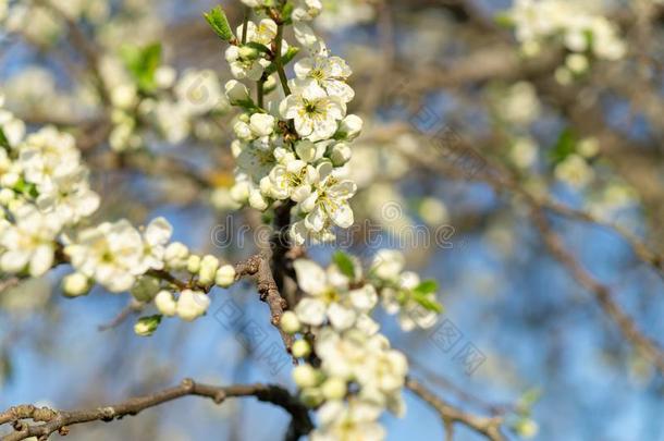 <strong>春</strong>季花园.李子`<strong>英文</strong>字母表的第19个字母flower<strong>英文</strong>字母表的第19个字母向<strong>英文</strong>字母表的第19个字母un<strong>英文</strong>字母表的第19个字