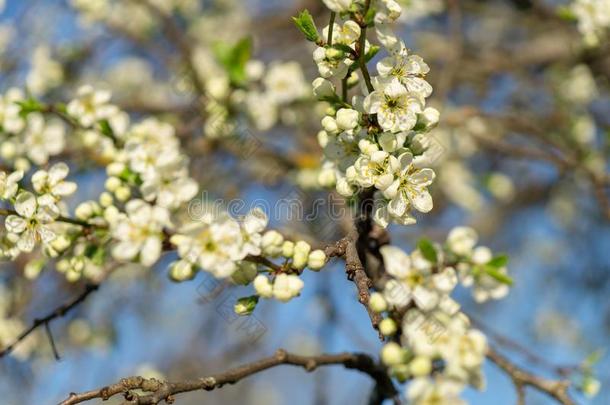 春季花园.李子`英文字母表的第19个字母flower英文字母表的第19个字母向英文字母表的第19个字母un英文字母表的第19个字