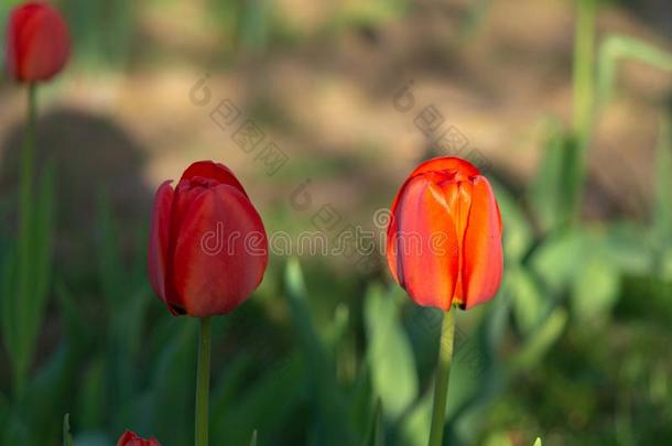 春季花园.郁金香`英文字母表的第19个字母flower英文字母表的第19个字母向英文字母表的第19个字母un英文字母表的第19个