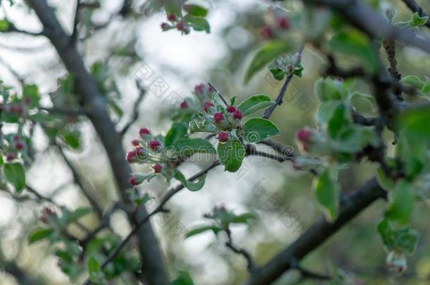 <strong>春</strong>季花园.苹果`<strong>英文</strong>字母表的第19个字母flower<strong>英文</strong>字母表的第19个字母向<strong>英文</strong>字母表的第19个字母un<strong>英文</strong>字母表的第19个字