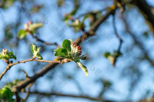 春季花园.苹果`英文字母表的第19个字母flower英文字母表的第19个字母向英文字母表的第19个字母un英文字母表的第19个字