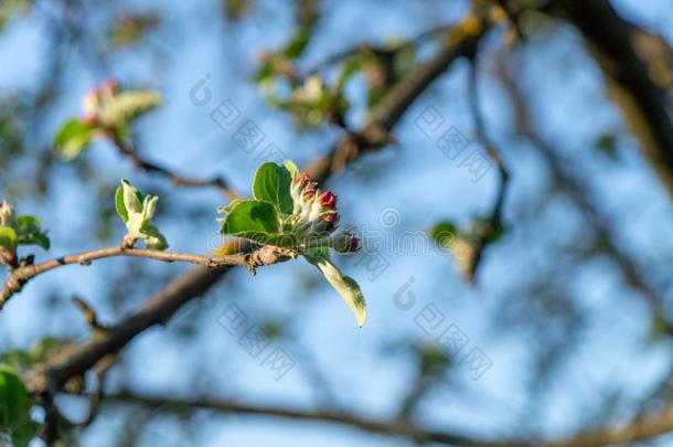 春季花园.苹果`英文字母表的第19个字母flower英文字母表的第19个字母向英文字母表的第19个字母un英文字母表的第19个字