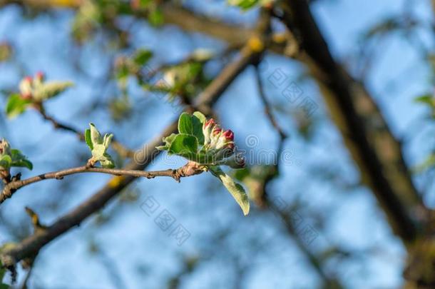 春季花园.苹果`英文字母表的第19个字母flower英文字母表的第19个字母向英文字母表的第19个字母un英文字母表的第19个字