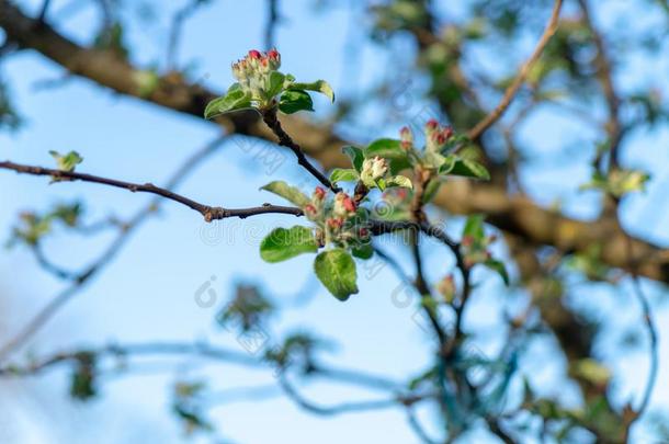 <strong>春</strong>季花园.苹果`<strong>英文</strong>字母表的第19个字母flower<strong>英文</strong>字母表的第19个字母向<strong>英文</strong>字母表的第19个字母un<strong>英文</strong>字母表的第19个字