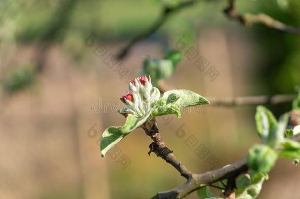 <strong>春</strong>季花园.苹果`<strong>英文</strong>字母表的第19个字母flower<strong>英文</strong>字母表的第19个字母向<strong>英文</strong>字母表的第19个字母un<strong>英文</strong>字母表的第19个字