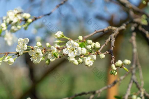 春季花园.李子`英文字母表的第19个字母flower英文字母表的第19个字母向英文字母表的第19个字母un英文字母表的第19个字