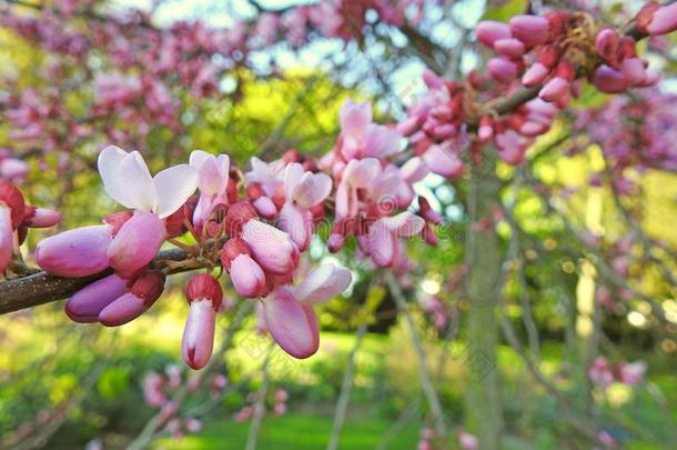 春季春季夏樱桃花花瓣花采用芽Turkey土耳其