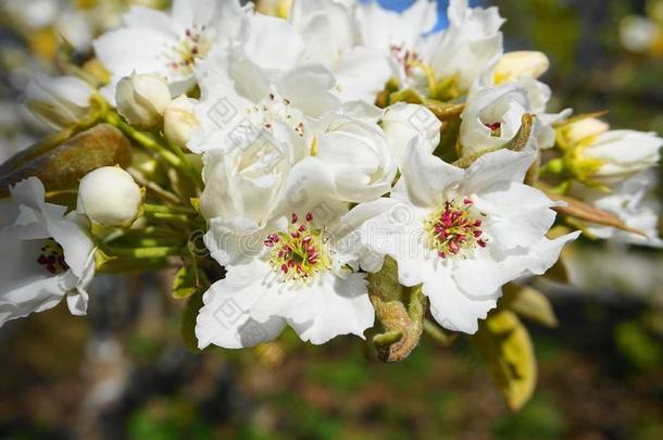 微妙的和美丽的白色的苹果花采用指已提到的人morn采用g太阳Chile智利