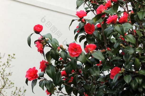 山茶树和红色的花