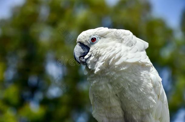 白色的鹦鹉动物园,漂亮的,硫磺,树,鹦鹉,本国的
