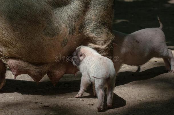 农场动物小猪年幼的家庭的,漂亮的