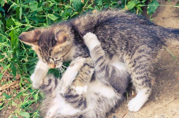 小猫猫走失漂亮的宠物.赌注