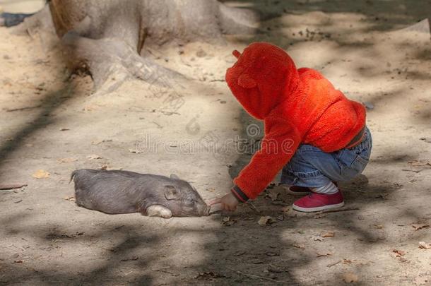 农场动物小猪年幼的家庭的,猪家畜