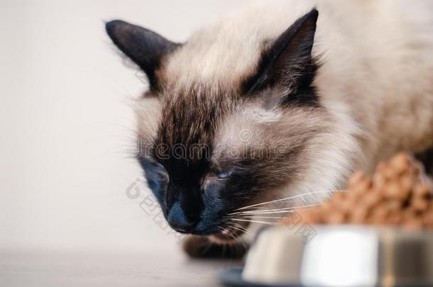 猫食物碗宠物动物.小猫漂亮的