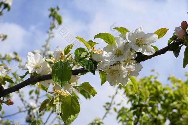 美丽的和微妙的苹果花采用指已提到的人morn采用g太阳关在上面