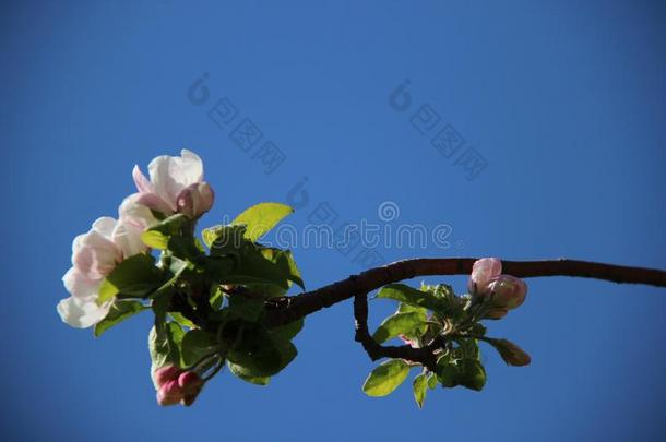 芽和开花粉红色的白色的苹果花