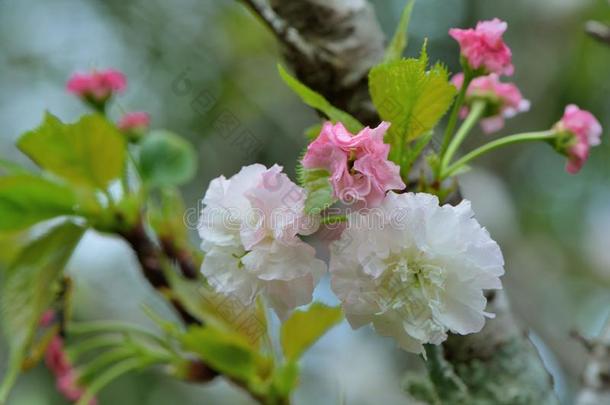 我是松雪。樱桃<strong>花手绘</strong>