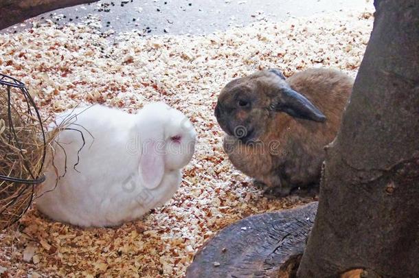 两个<strong>宠物兔子</strong>白色的棕色的采用一养小动物的圈栏