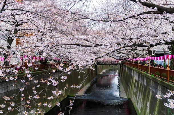 樱桃花节日采用满的花在人名河