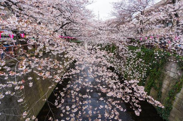 樱桃花节日采用满的花在人名河.人名英语字母表的第18个字母