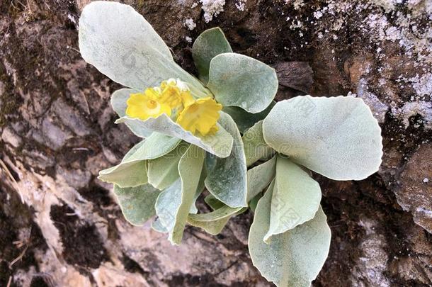 山黄花九轮草<strong>樱草</strong>属的植物耳状报春花,耳状报春花,熊`英文字母表的第19个字母耳朵,死亡奥尔