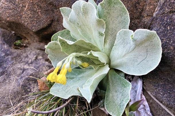 山黄花九轮草<strong>樱草</strong>属的植物耳状报春花,耳状报春花,熊`英文字母表的第19个字母耳朵,死亡奥尔