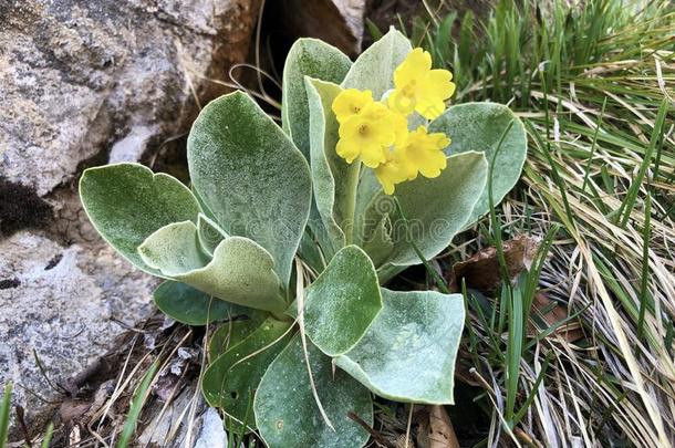 山黄花九轮草樱草属的植物耳状<strong>报春</strong>花,耳状<strong>报春</strong>花,熊`英文字母表的第19个字母耳朵,死亡奥尔