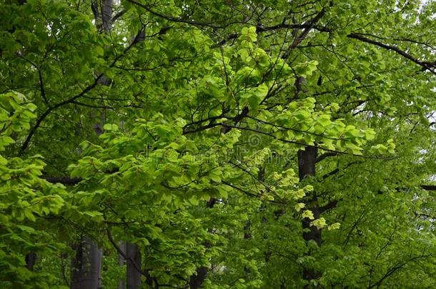 春季<strong>山毛榉</strong>森林和新鲜的光绿色的植物的叶子