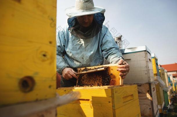 蜜蜂蜂箱详述.蜜蜂keeper检查蜜蜂蜂箱后的冬