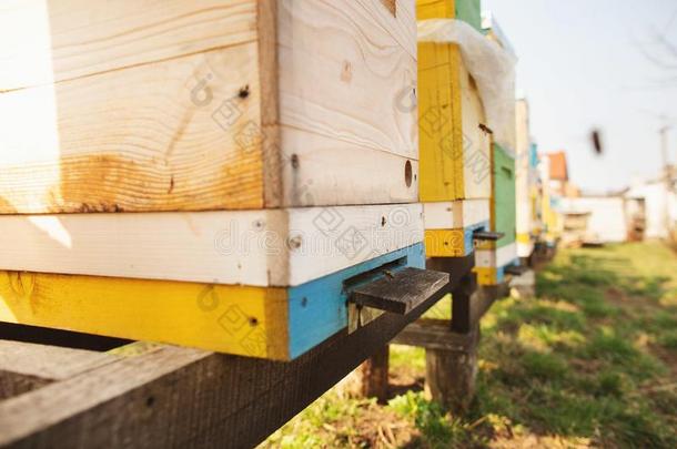 蜜蜂蜂箱详述关在上面.蜜蜂s是工作的