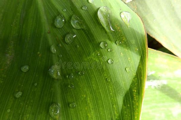 美人蕉科叶子水落下ï¼<strong>绿</strong>色的叶子水珠植物