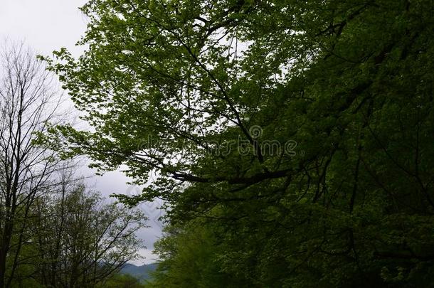 春季<strong>山毛榉</strong>森林和新鲜的光绿色的植物的叶子