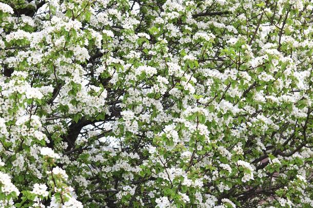 美丽的白色的苹果花和绿色的苹果树树叶